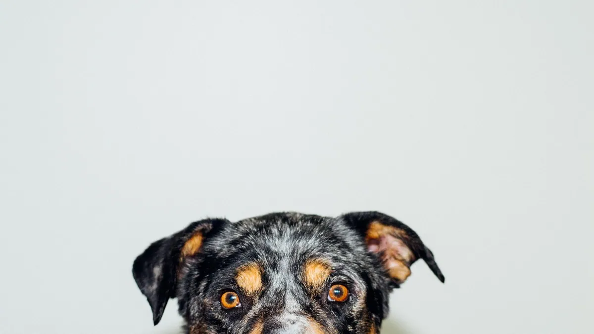 ProHeart 6 vs ProHeart 12 for Dogs: What Owners Should Know