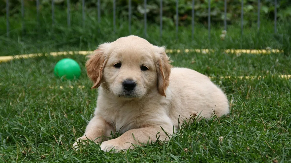ProHeart for Dogs: Age Requirements and When It Can Start
