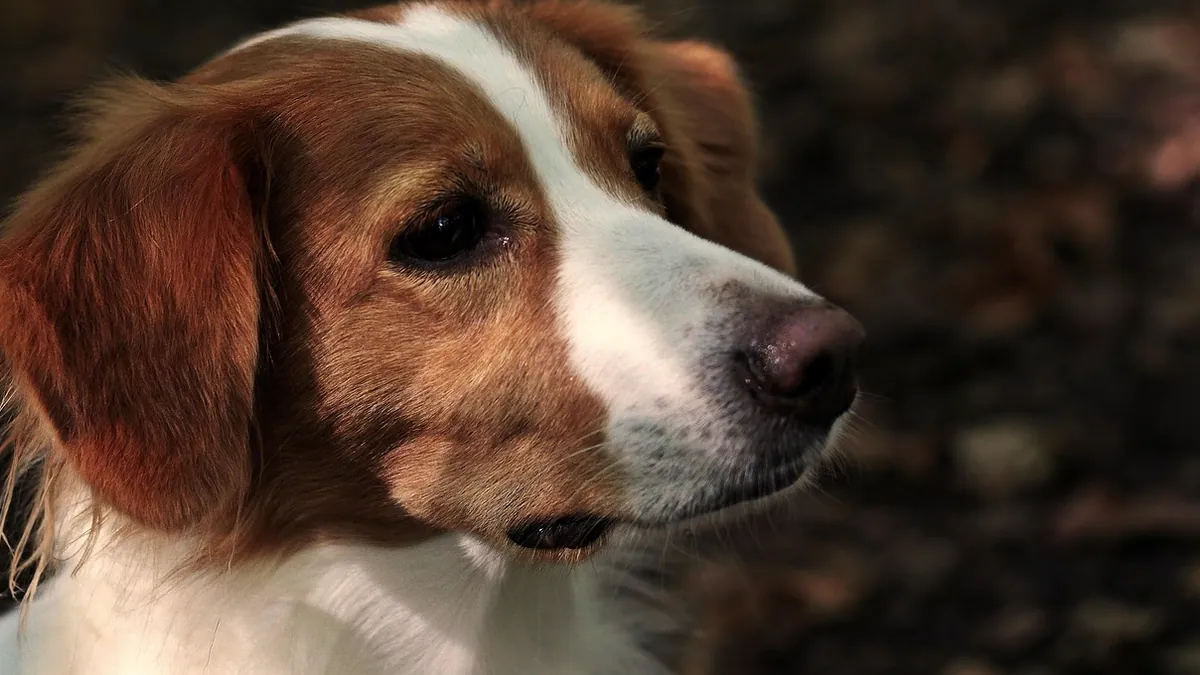 ProHeart for Dogs With Seizures: Is It Safe?