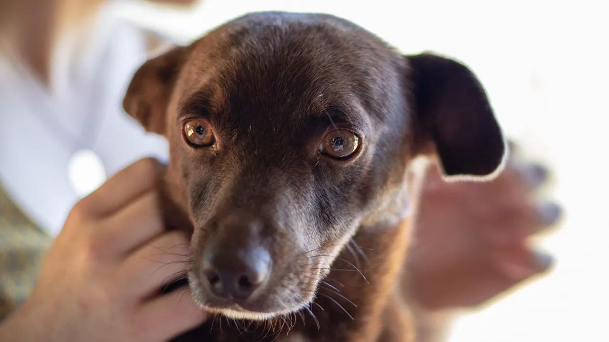 ProHeart Injection Side Effects in Dogs: What to Watch For