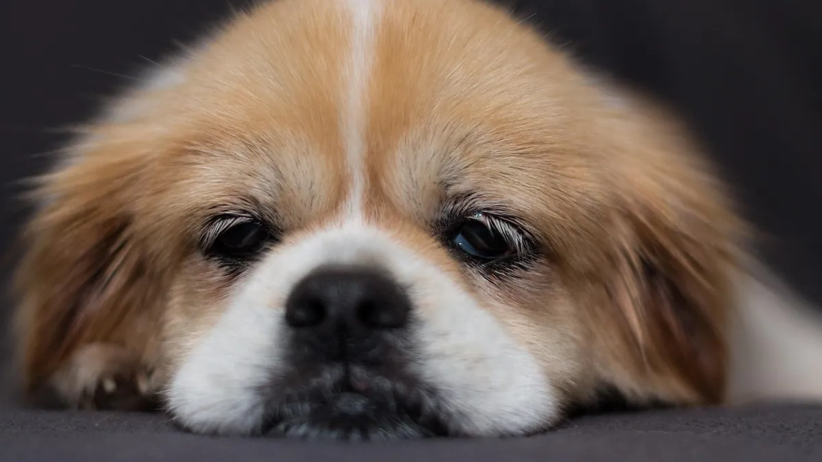 Prostate Cysts in Dogs: Symptoms and Treatment