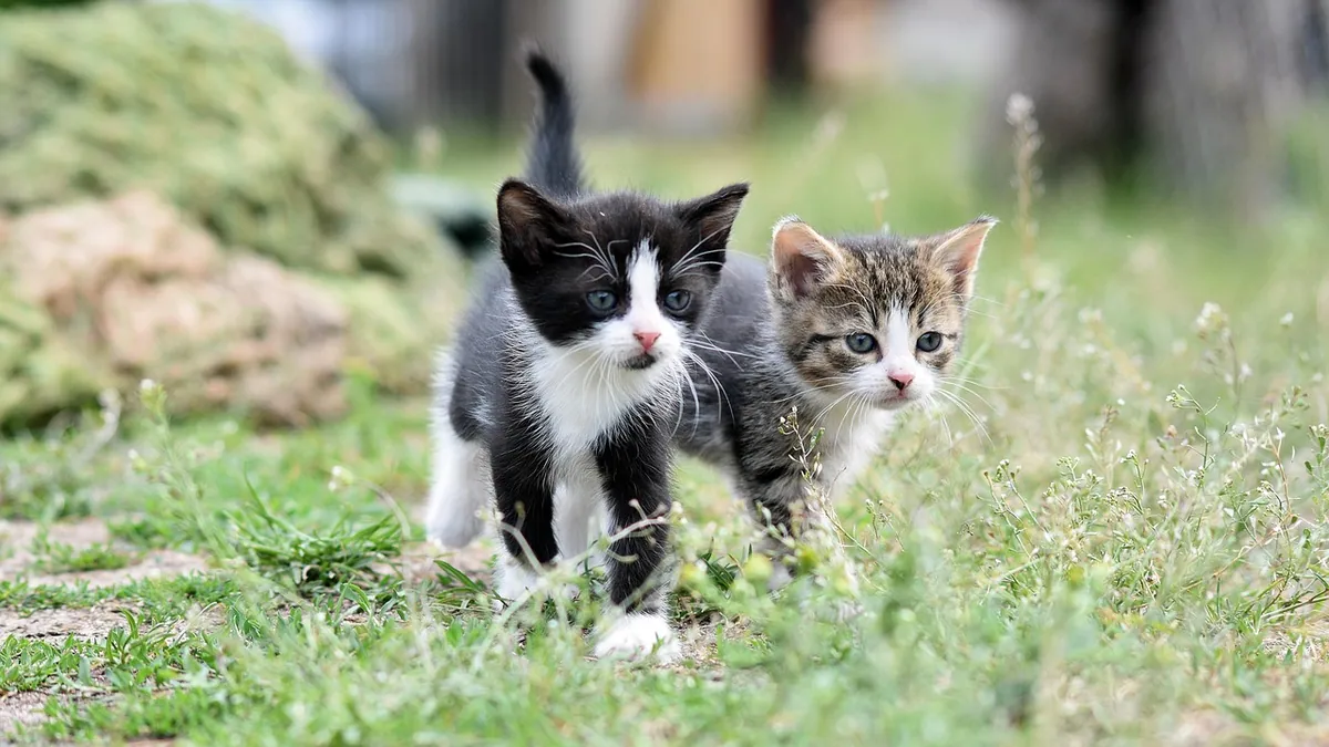 Protein in Cat Urine: Causes, Symptoms, and Next Steps