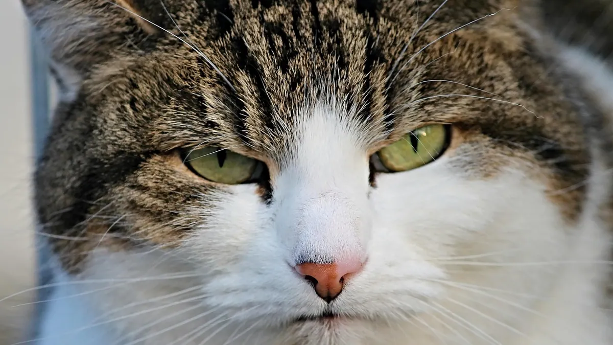 Puffy Face in Cats: Causes of Facial Swelling