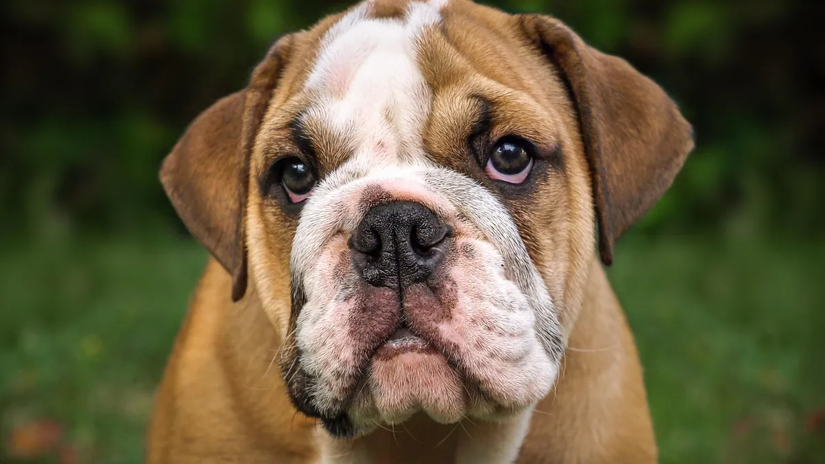 Puffy Face in Dogs: Causes and When to Seek Help