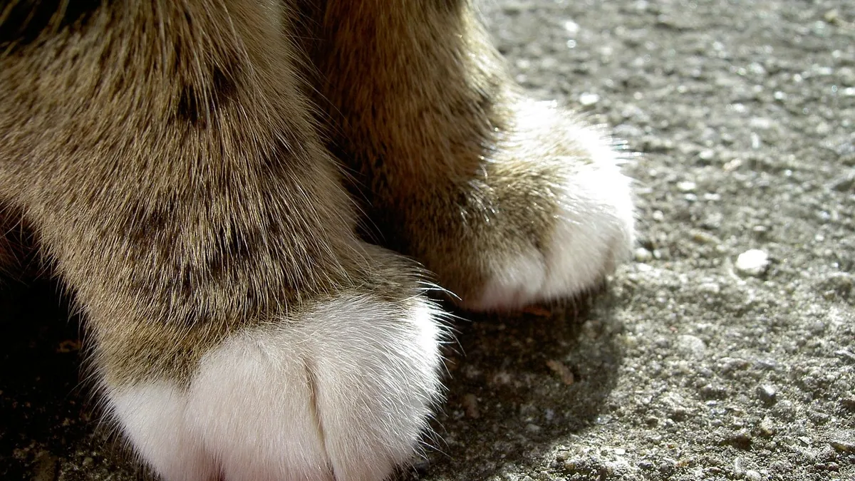 Puffy Paw in Cats: Swollen Paw Pads and What They Mean