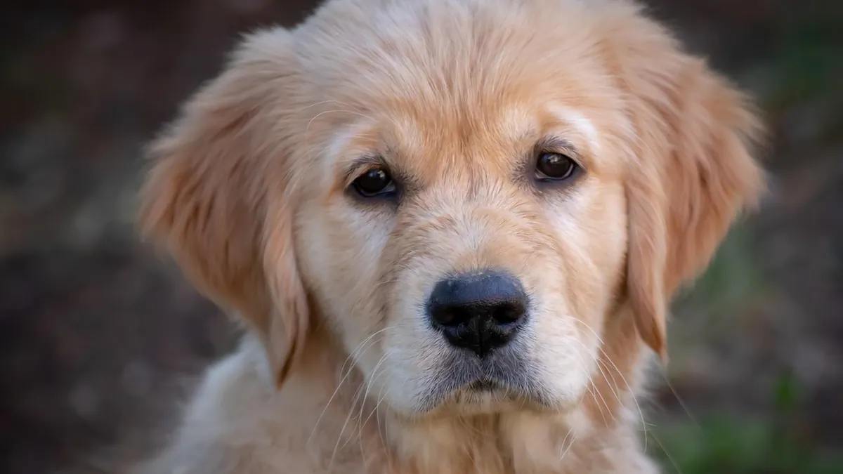 Is It Normal for Puppies to Be Cross-Eyed? Eye Development