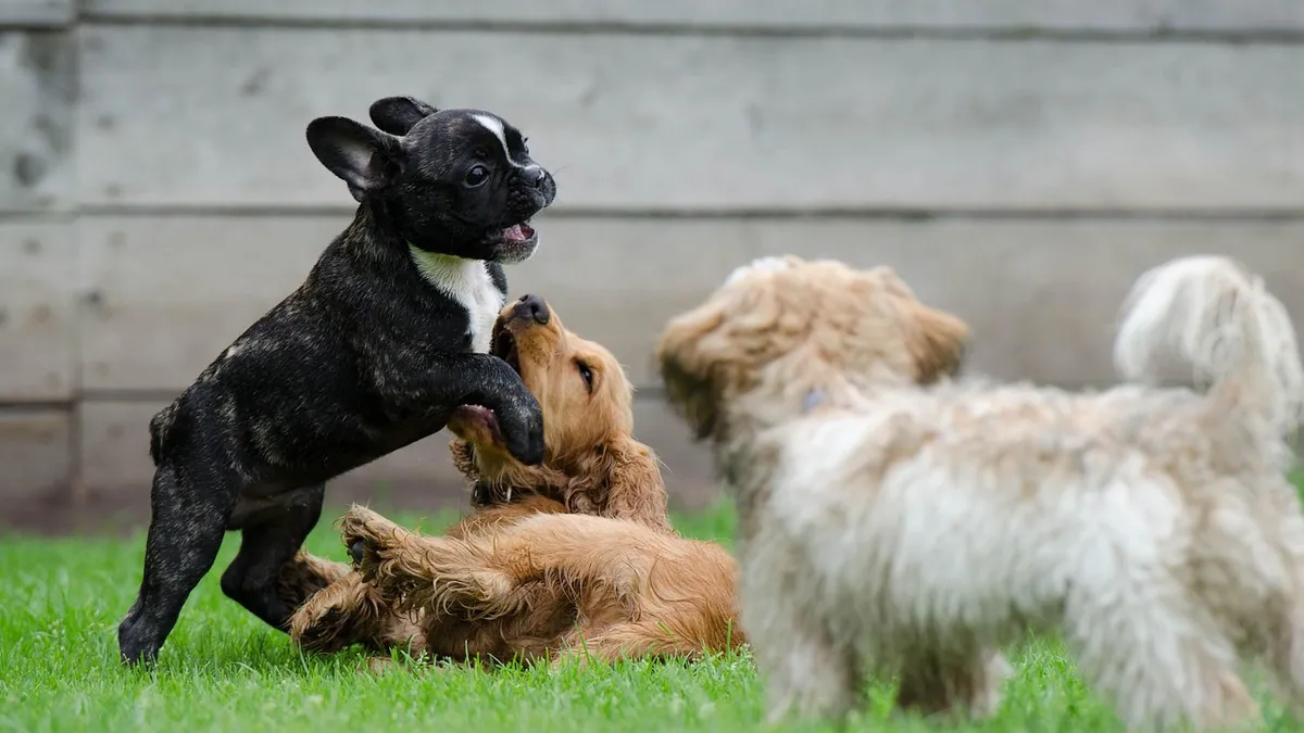 Is It Normal for Puppies to Fight? Play vs Real Aggression