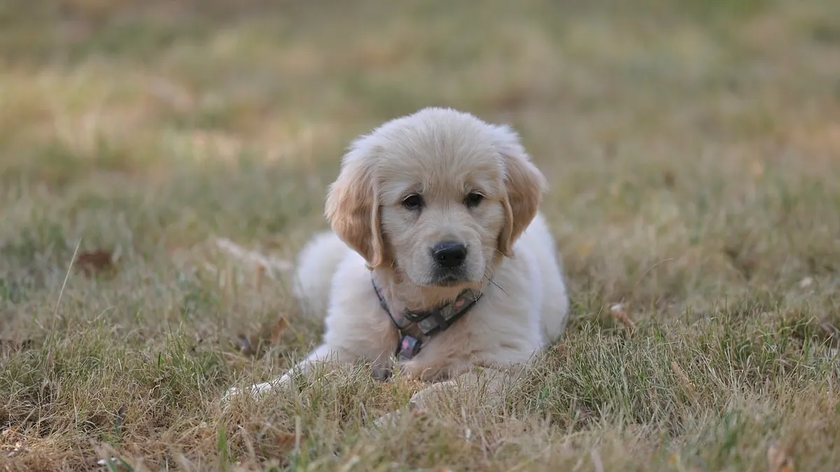 Why Is My Puppy Always Hungry? Causes and When to Worry
