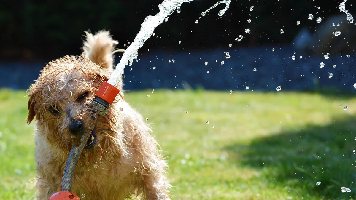 Why Is My Puppy So Thirsty? Normal Drinking vs a Problem