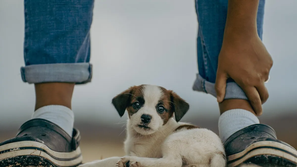 Why Is My Puppy Attacking Me? Play Biting vs Aggression