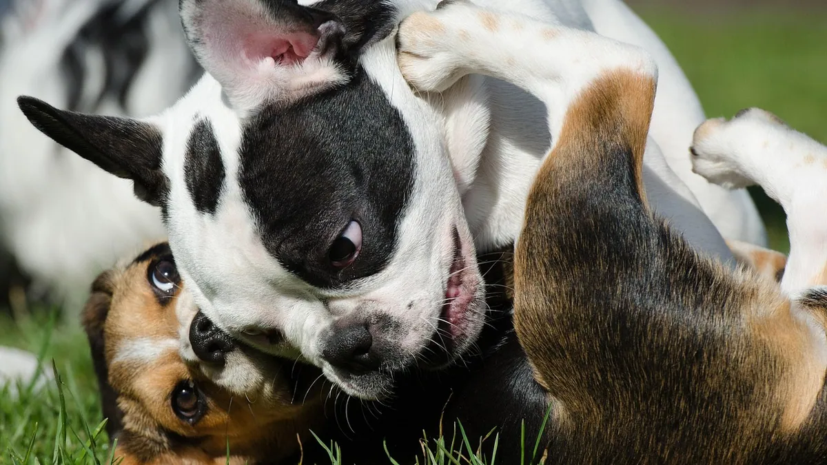 My Puppy Bit Me: Wound Care and Rabies Risk