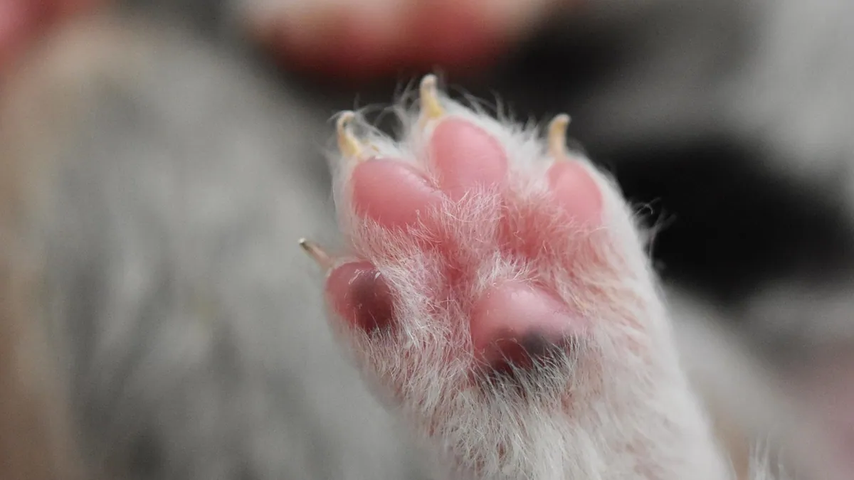 Why Is My Puppy Biting His Foot? Paw Chewing Causes