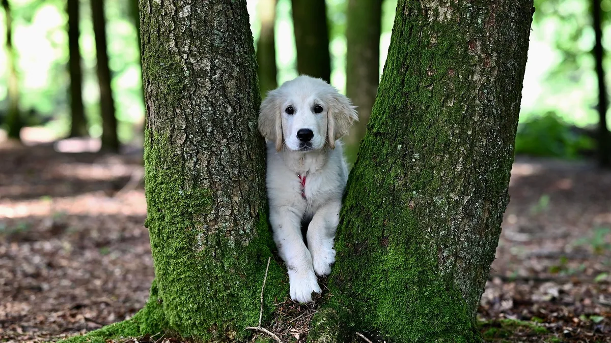 How to Tell If My Puppy Has a Blockage: Signs and Action