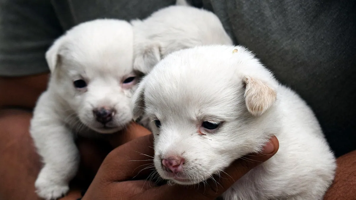 How to Help a Puppy Breathe After Birth: Newborn Resuscitation