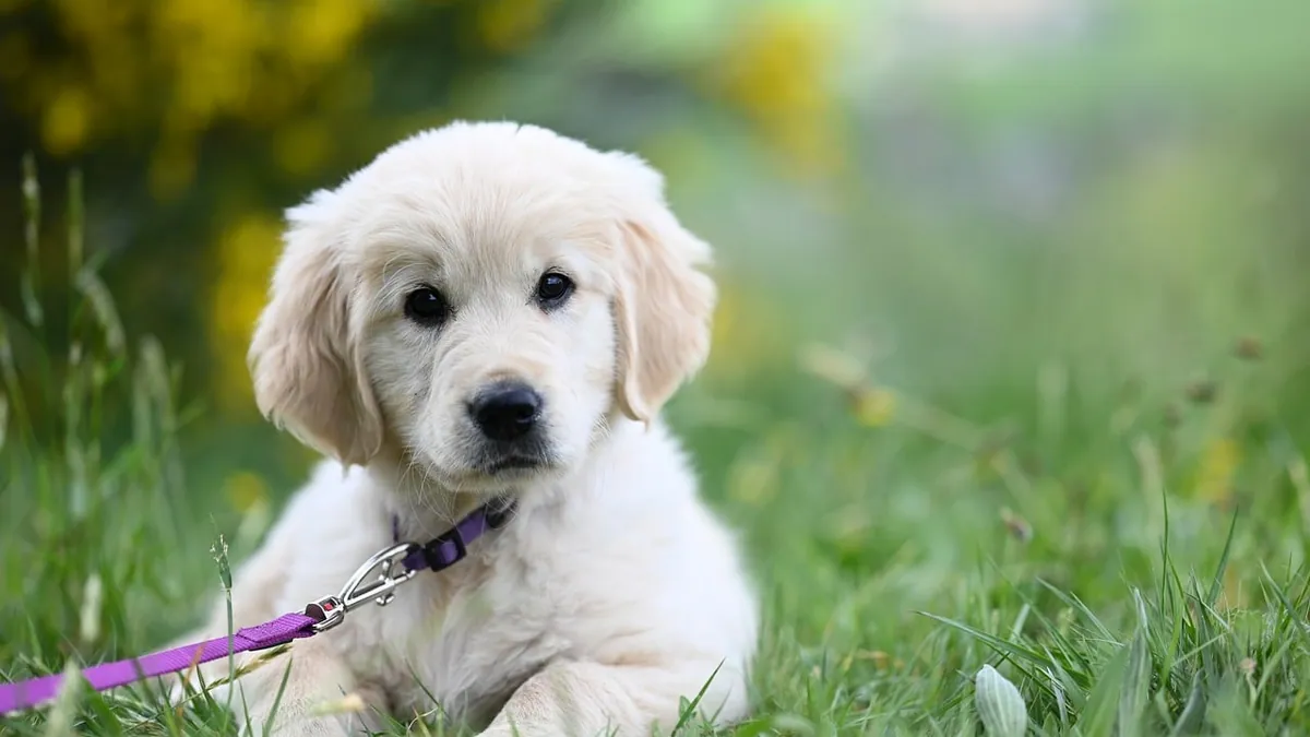 Why Is My Puppy Having a Hard Time Pooping? Causes and Help