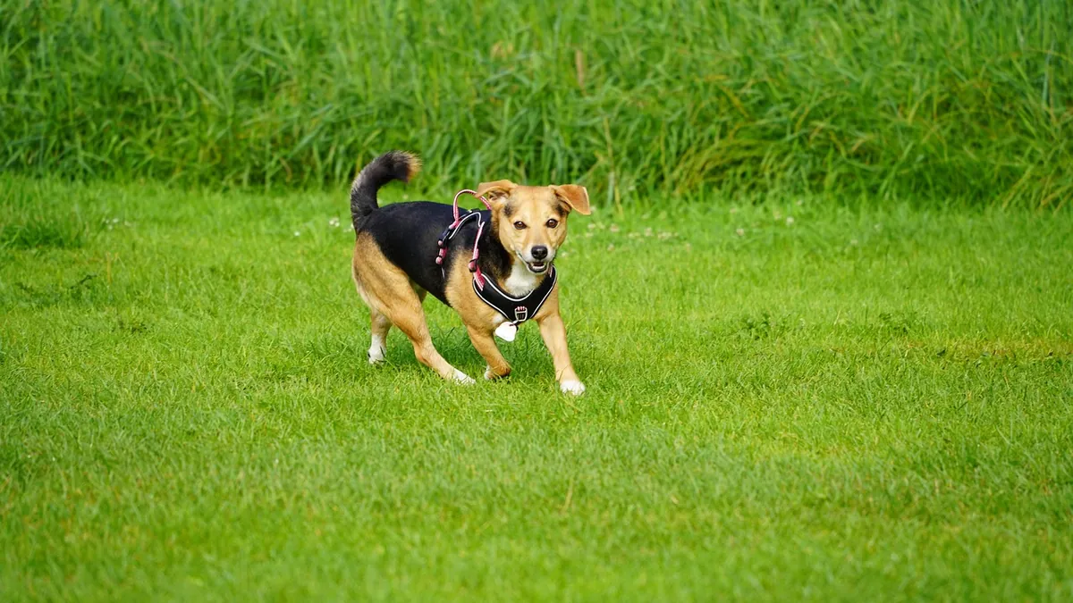 Why Does My Puppy Chase His Tail? Normal or Problem?