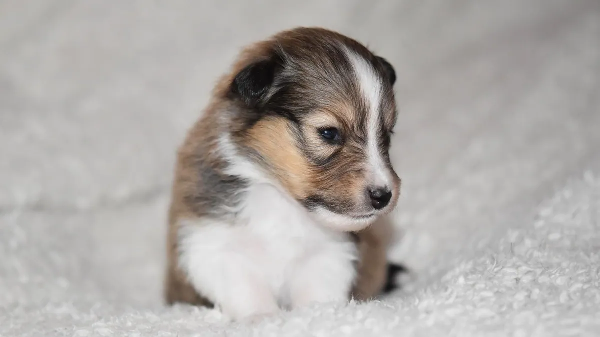 How Long Can a Dog Cry in a Crate? What's Normal