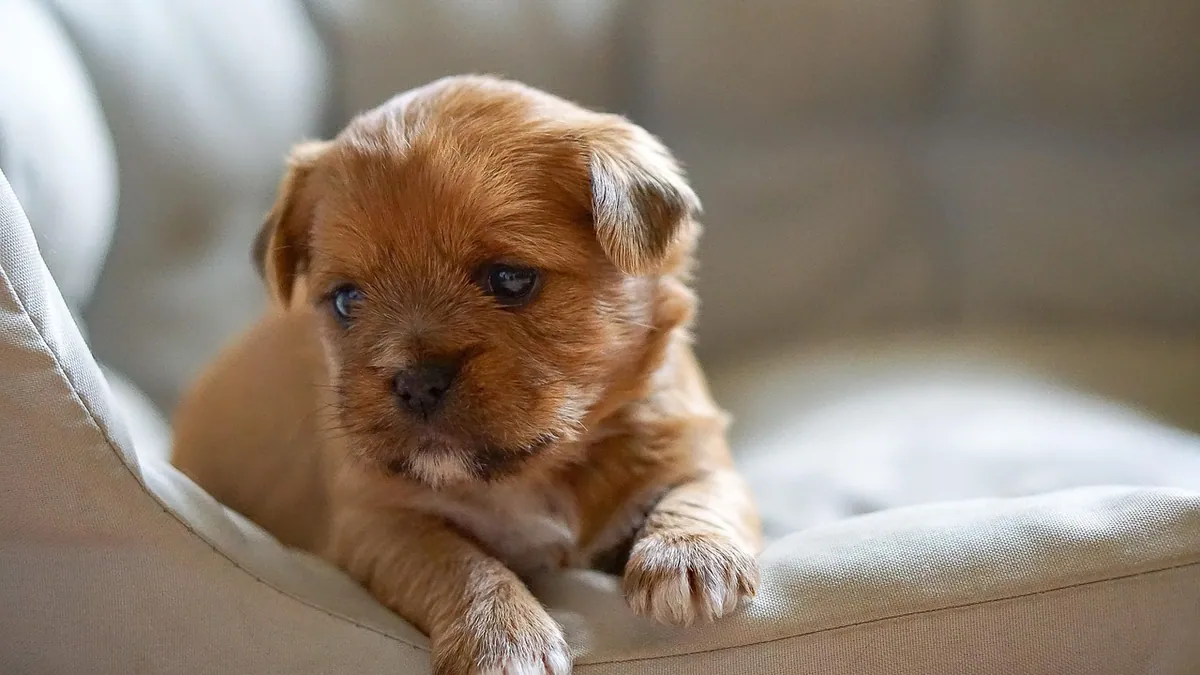 Why Does My Puppy Dig on Beds and Couches?