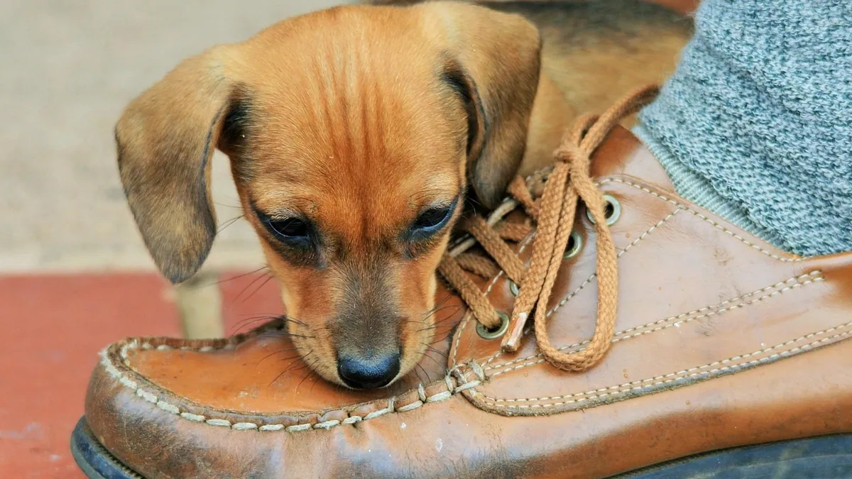 Why Does My Puppy Eat Everything? Pica and Safety