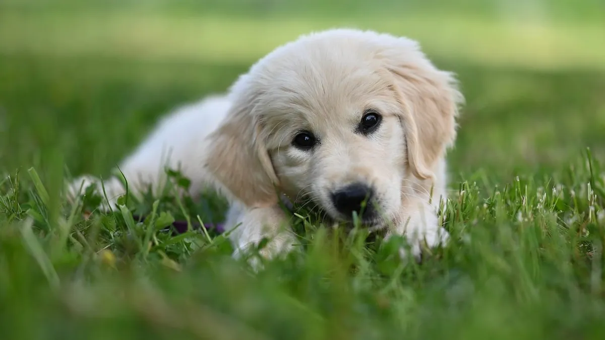 Why Does My Puppy Eat So Fast? Risks and How to Slow It Down