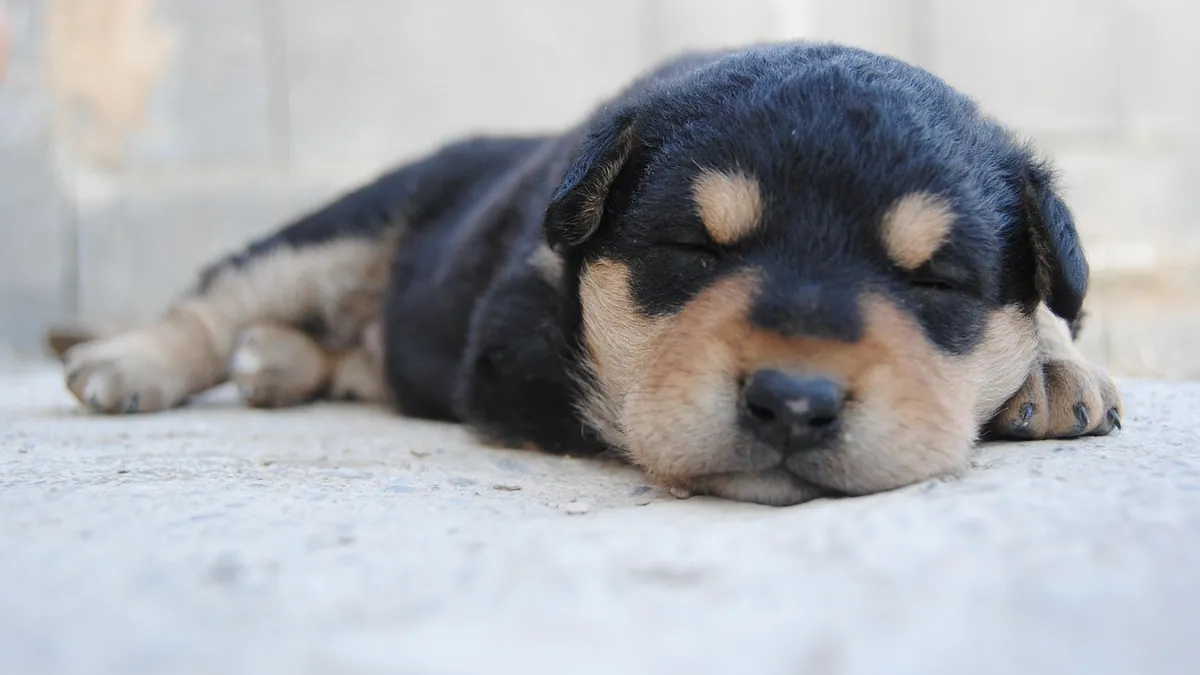 Why Does My Puppy Feel Hot? Normal vs Fever in Dogs
