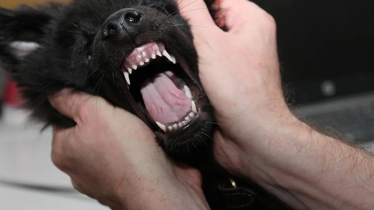 Why Is My Puppy Growling at Me? What It Means
