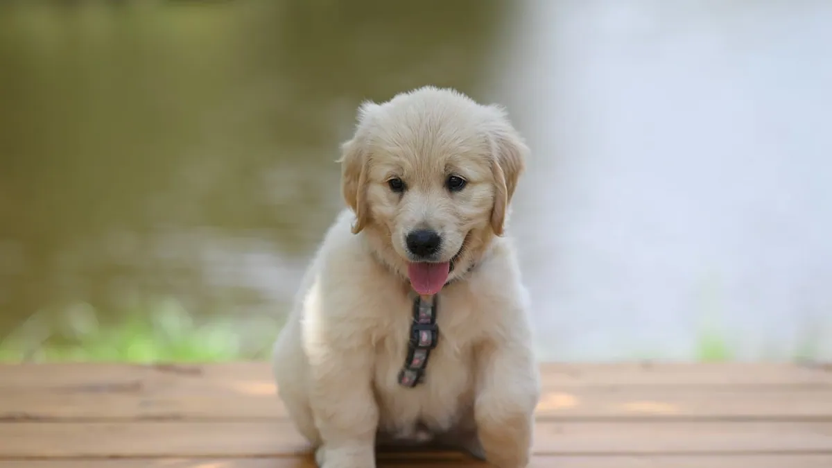 Why Does My Puppy Itch at His Collar? Normal or Allergy?