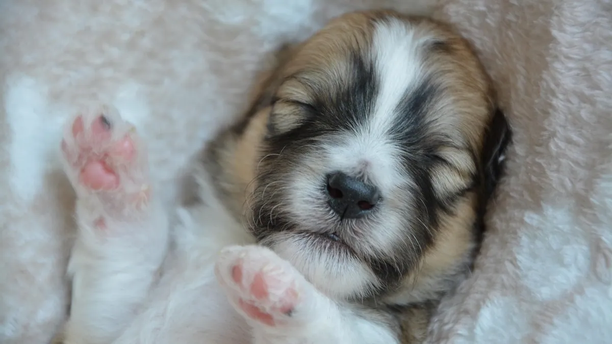 Why Does My Puppy Jerk in Their Sleep? What's Normal