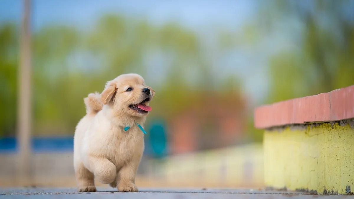 Why Do Puppy Joints Click and Pop? Is It Normal?