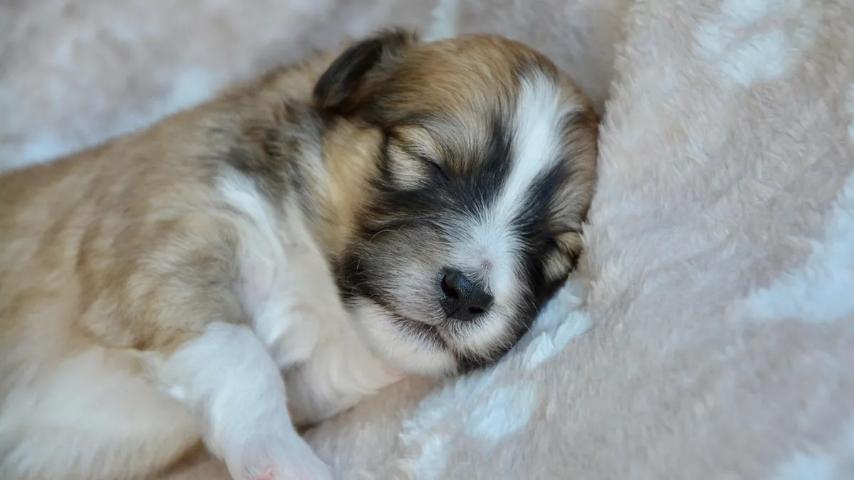 Why Is My Puppy Jumping in His Sleep? Is It Normal?