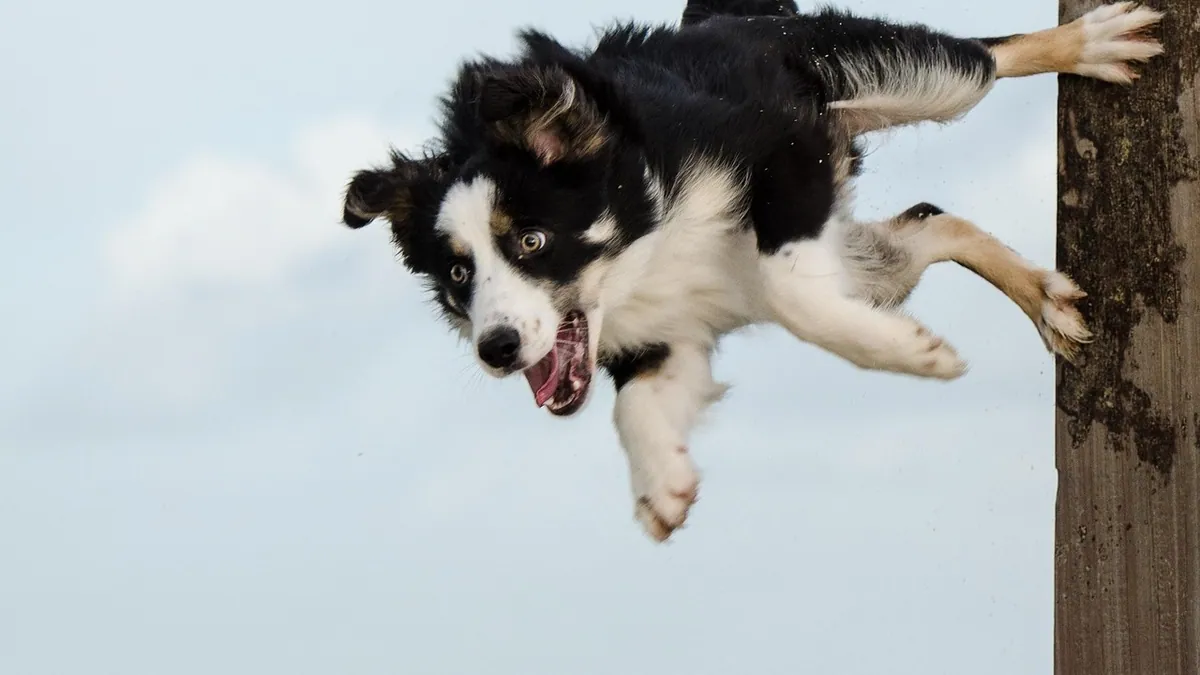 Why Does My Puppy Jump on Me? Stopping Jumping Up