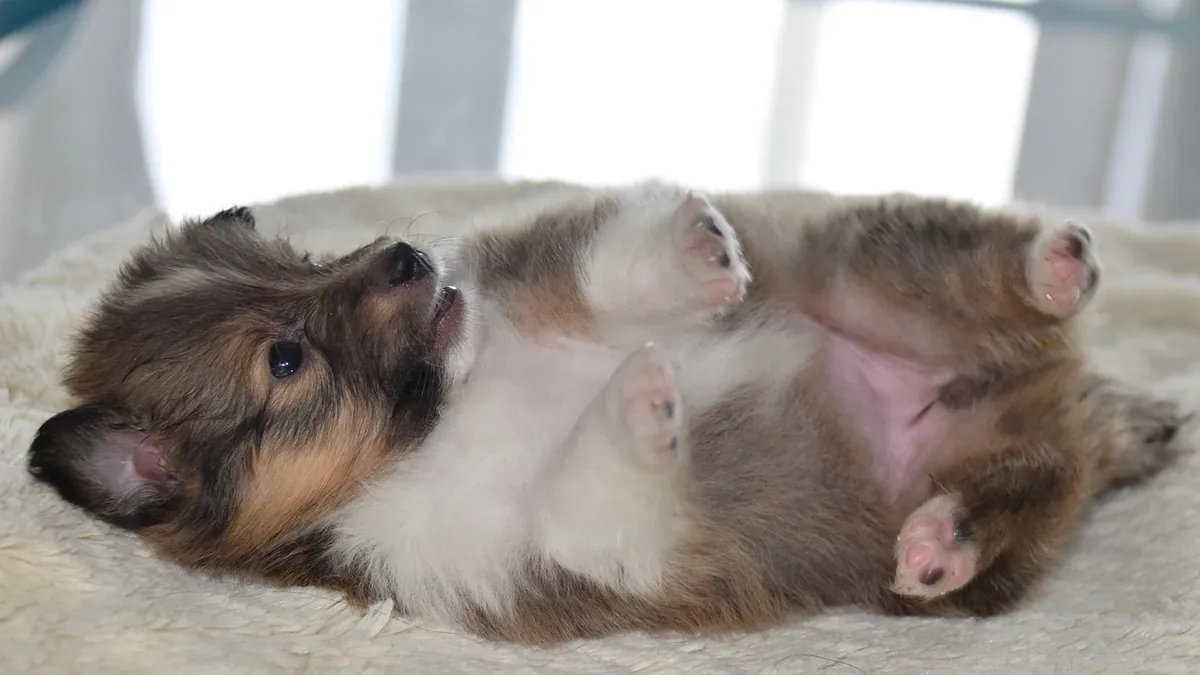 Why Does My Puppy Move Around So Much in His Sleep?