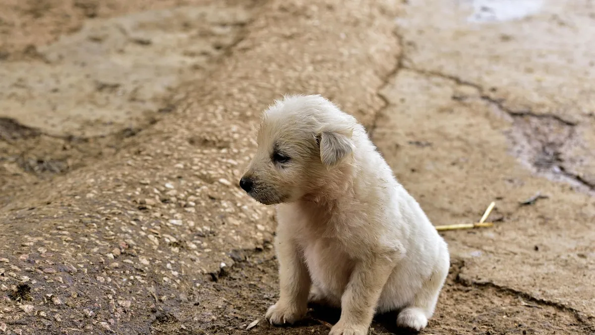 Puppy Not Bonding With Me: Why and What to Do