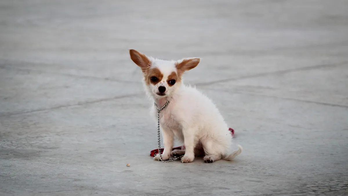 Why Your Puppy Isn't Fully Emptying Their Bladder