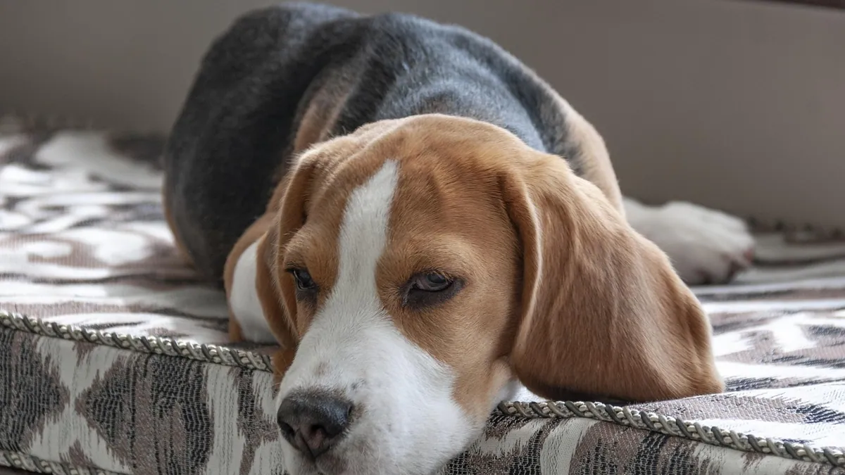 Puppy Not Feeling Well After Shots: Normal or a Concern?