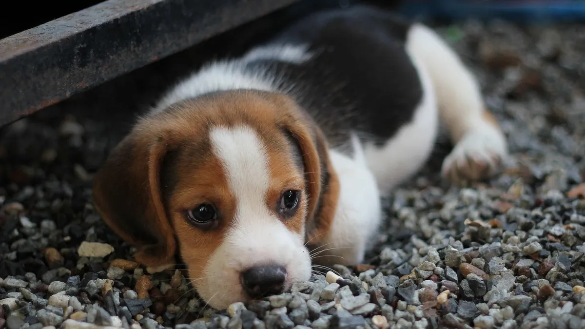 Puppy Not Food Motivated? Why and How to Train Anyway