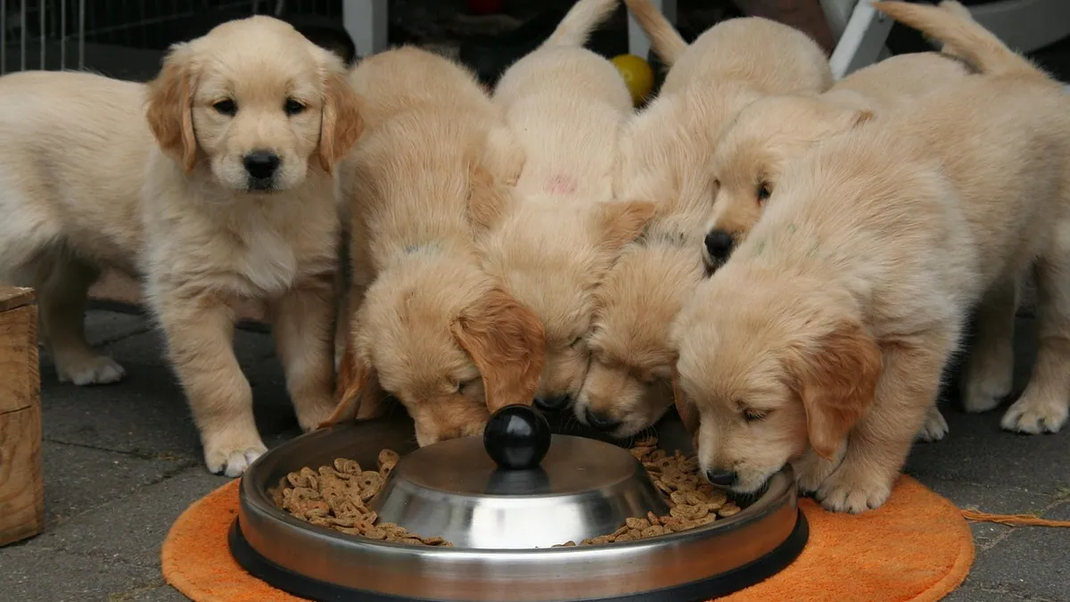 Puppy Not Hungry in the Morning: Causes and What to Do