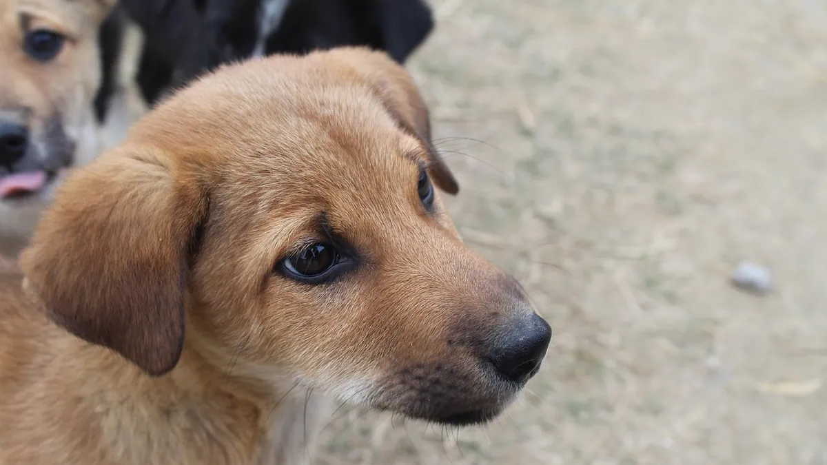 Why Your Puppy Isn't Listening to You (and How to Fix It)