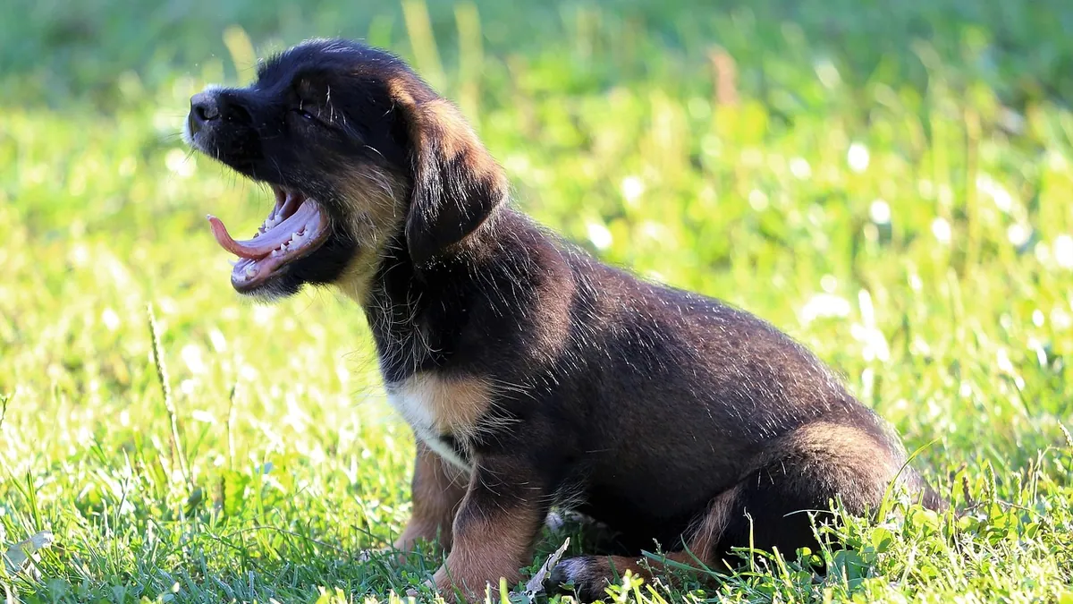Puppy Not Napping Enough: Sleep Needs and Solutions