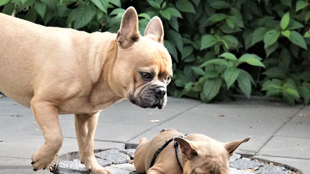 Puppy Has Not Pooped in 12 or 24 Hours: What to Do