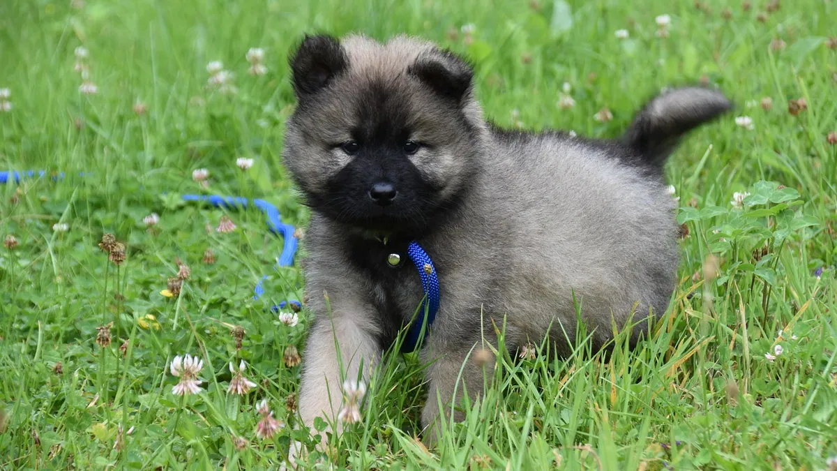 Puppy Not Pooping as Much: Causes and When to Call the Vet