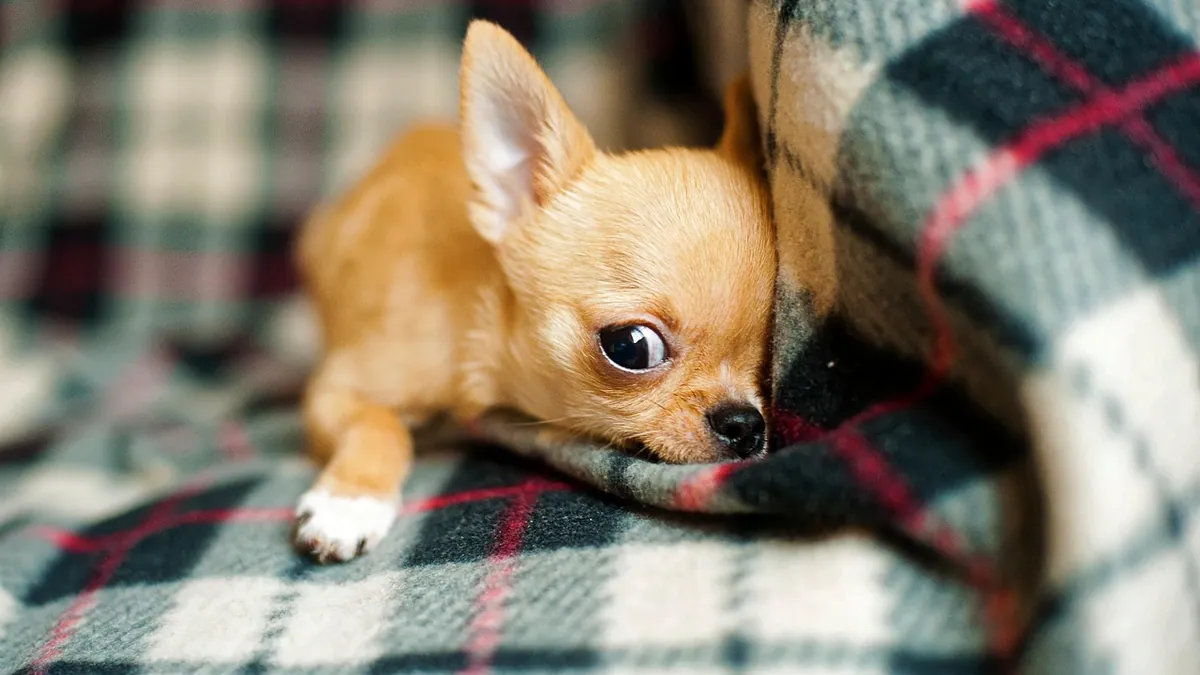 Puppy Not Settling in Crate: Training Fixes That Work