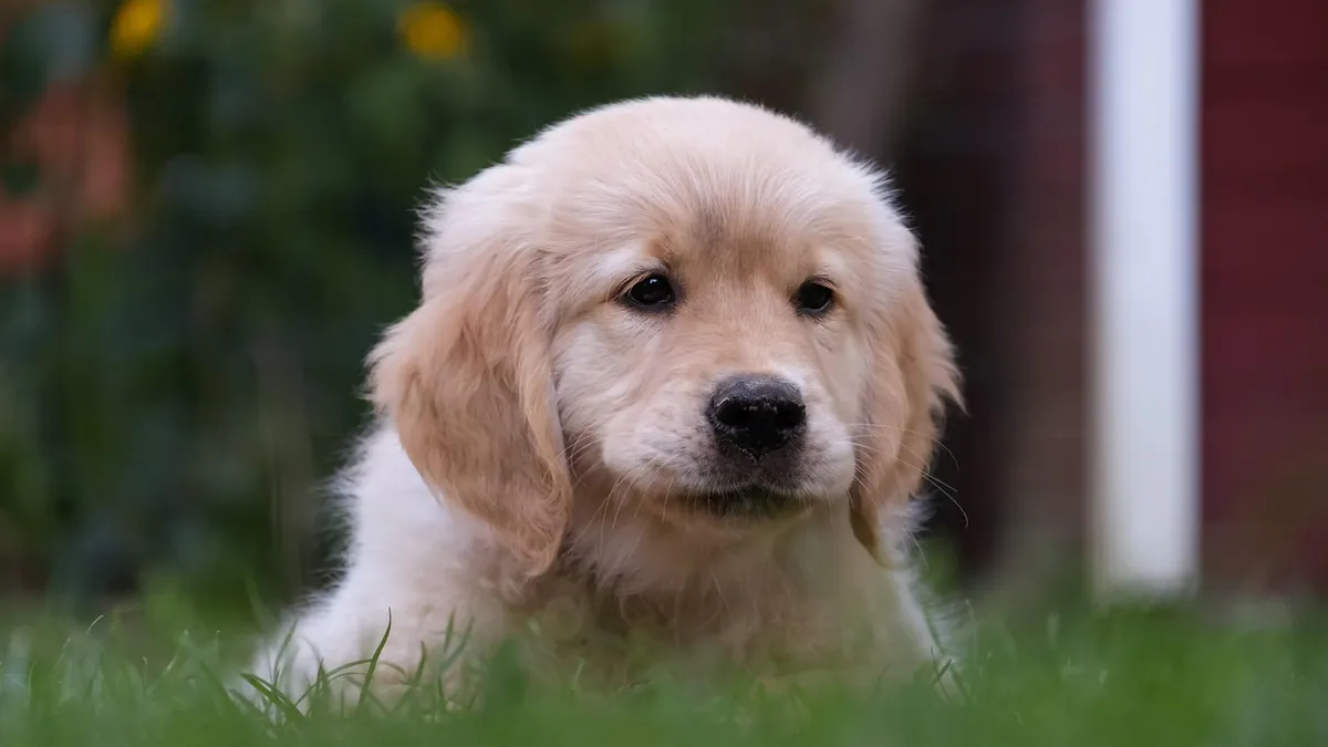Puppy Won't Signal to Go Outside: Potty Training Help