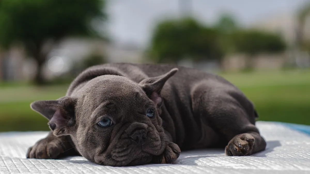 Puppy Not Thriving: Signs, Causes, and What to Do