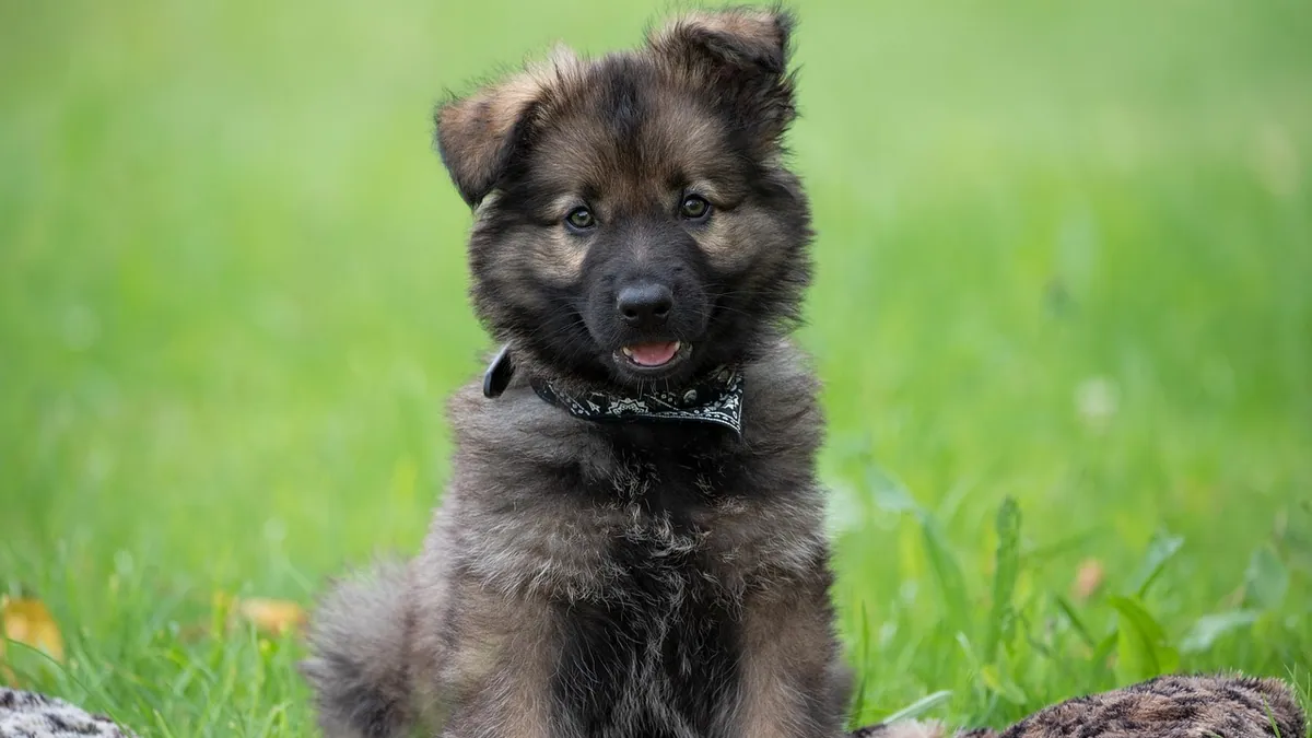 Puppy Obedience Training: Classes, Benefits, and Tips