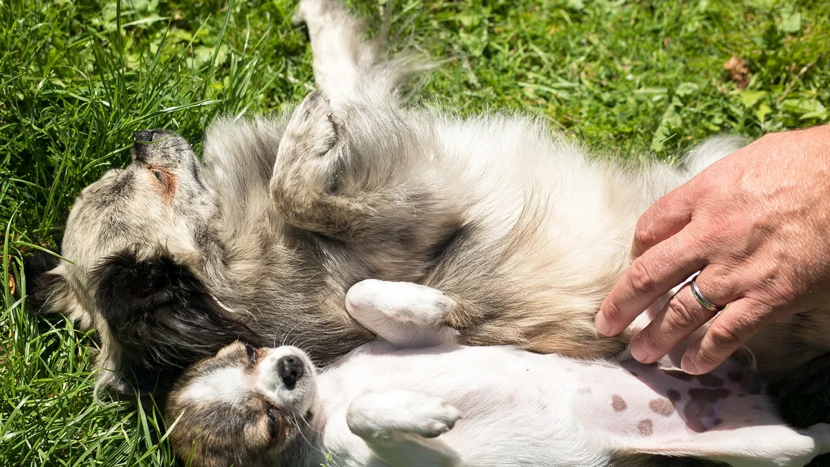 Why Does My Puppy Only Bite Me? Understanding Puppy Mouthing
