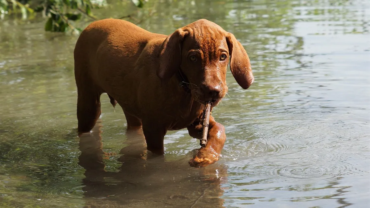 Puppy Only Pees Once a Day? When to Worry