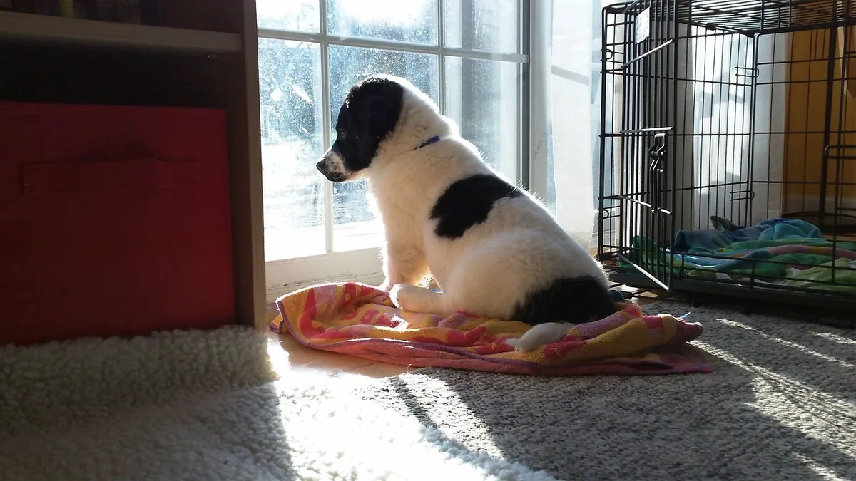 Why Does My Puppy Only Poop at Night? Causes and Fixes