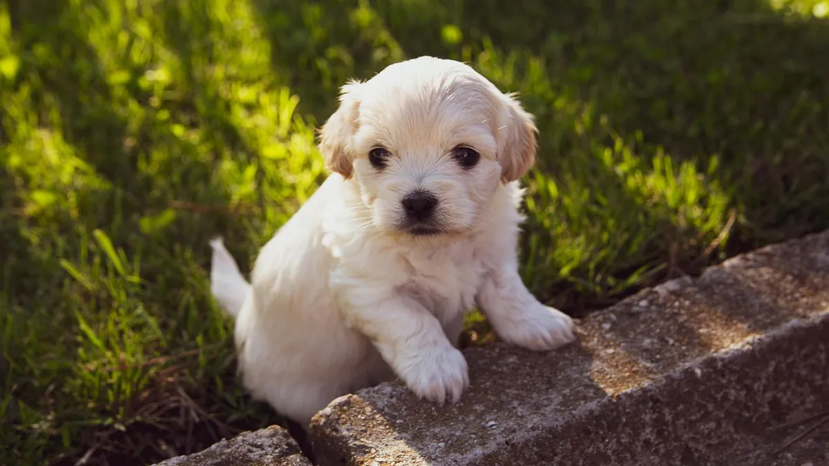 Puppy Only Pooping Once a Day? Normal or Constipated?