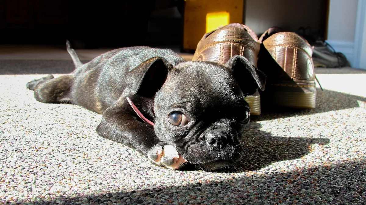 Why Does My Puppy Only Poop and Pee Inside?